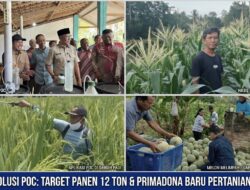 Target Panen Tembus 12 Ton, POC Jadi Primadona Baru Pertanian Lampung