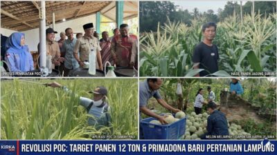 Target Panen Tembus 12 Ton, POC Jadi Primadona Baru Pertanian Lampung