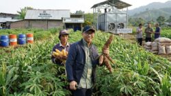 Hilirisasi Desa Ala Mirza, Kunci Lampung Lepas dari Ketergantungan Kota