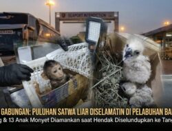 Gagal ke Tangerang, Penyelundupan Elang dan Belasan Anak Monyet Dicegat di Bakauheni