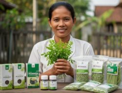 Transformasi Daun Kelor Lampung: Dari Perisai Gaib Menuju Solusi Stunting dan Ekonomi