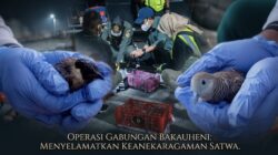 Modus Lawas Berulang! Penyelundupan Satwa Lewat Bus Kembali Terjadi di Bakauheni