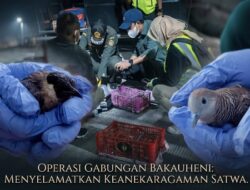 Modus Lawas Berulang! Penyelundupan Satwa Lewat Bus Kembali Terjadi di Bakauheni