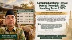 Lampung Lumbung Ternak: Domba Melonjak 121%, Kambing Turun 2,38%
