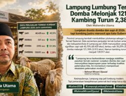 Lampung Lumbung Ternak: Domba Melonjak 121%, Kambing Turun 2,38%