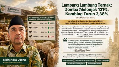 Lampung Lumbung Ternak: Domba Melonjak 121%, Kambing Turun 2,38%