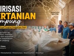 Hilirisasi Pertanian Lampung: Strategi 13 Bupati Dongkrak Kesejahteraan Petani