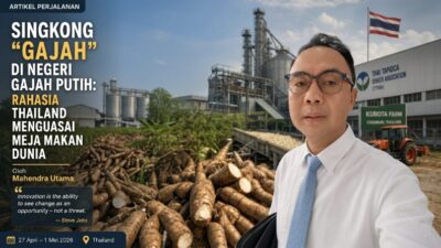 Singkong "Gajah" di Negeri Gajah Putih: Rahasia Thailand Menguasai Meja Makan Dunia