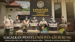 Demi Rp2 Juta, 620 Burung Dijejalkan di Toilet Bus Sebelum Disita Karantina Lampung 