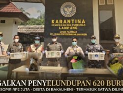 Demi Rp2 Juta, 620 Burung Dijejalkan di Toilet Bus Sebelum Disita Karantina Lampung 