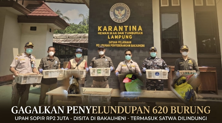 Demi Rp2 Juta, 620 Burung Dijejalkan di Toilet Bus Sebelum Disita Karantina Lampung 