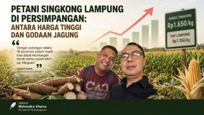 Petani Singkong Lampung di Persimpangan: Antara Harga Tinggi dan Godaan Jagung