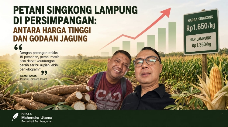 Petani Singkong Lampung di Persimpangan: Antara Harga Tinggi dan Godaan Jagung