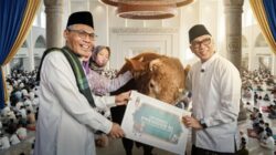 Presiden Prabowo Sumbang 16 Sapi Kurban untuk Lampung, Terbesar Berbobot 1,15 Ton