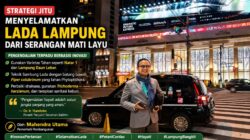 Strategi Jitu Menyelamatkan Lada Lampung dari Serangan Mati Layu
