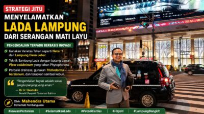 Strategi Jitu Menyelamatkan Lada Lampung dari Serangan Mati Layu