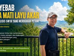 Penyebab Lada Mati Layu Akar dan Analisis 5W1H yang Merugikan Petani