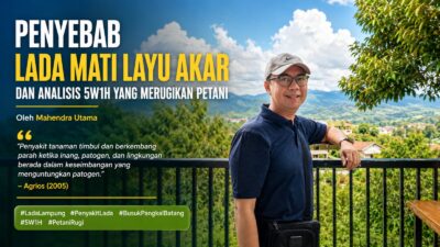 Penyebab Lada Mati Layu Akar dan Analisis 5W1H yang Merugikan Petani