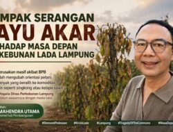 Dampak Serangan Layu Akar Terhadap Masa Depan Perkebunan Lada Lampung