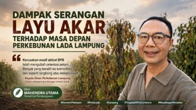 Dampak Serangan Layu Akar Terhadap Masa Depan Perkebunan Lada Lampung