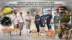 Disembunyikan di Sasis Truk Paket, Penyelundupan 807 Burung Ilegal Kandas di Bakauheni