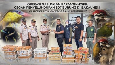 Disembunyikan di Sasis Truk Paket, Penyelundupan 807 Burung Ilegal Kandas di Bakauheni