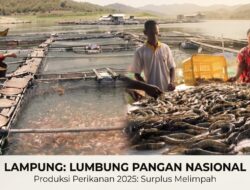 Swasembada Ikan Lampung: Melampaui Kebutuhan dengan 181 Ribu Ton di 2025