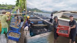 Optimasi Sentra dan Ekonomi Biru: Kunci Lampung Jadi Lumbung Ikan Nasional