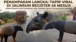 Heboh, Tapir Langka Santuy Susuri Jalinsum Register 45 Mesuji Lampung 