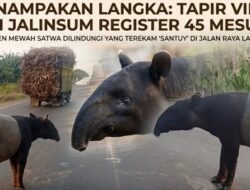 Heboh, Tapir Langka Santuy Susuri Jalinsum Register 45 Mesuji Lampung 