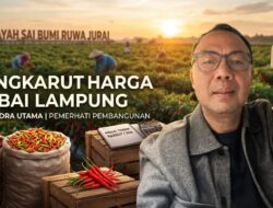 Fluktuasi Harga dan Kesejahteraan Petani Cabai Lampung