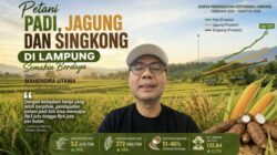 Petani Padi, Jagung dan Singkong di Lampung Semakin Berdaya