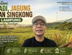 Petani Padi, Jagung dan Singkong di Lampung Semakin Berdaya