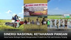 Sinergi Nasional Dongkrak Produktivitas Padi 8 Ton Saat Kemarau Panjang