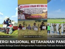 Sinergi Nasional Dongkrak Produktivitas Padi 8 Ton Saat Kemarau Panjang