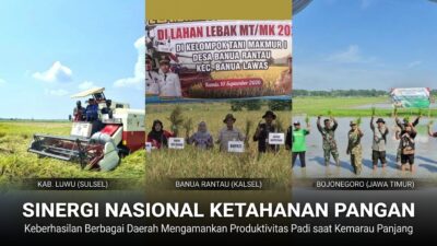Sinergi Nasional Dongkrak Produktivitas Padi 8 Ton Saat Kemarau Panjang
