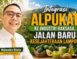 Integrasi Alpukat ke Industri Raksasa, Jalan Baru Kesejahteraan Lampung