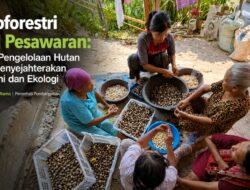 Agroforestri KPH Pesawaran: Model Pengelolaan Hutan yang Menyejahterakan Ekonomi dan Ekologi