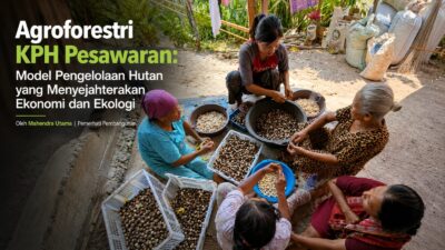 Agroforestri KPH Pesawaran: Model Pengelolaan Hutan yang Menyejahterakan Ekonomi dan Ekologi