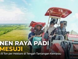 Panen Raya 8 Ton/Hektare di Mesuji: Bukti Ketahanan Pangan di Tengah Kemarau