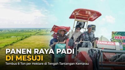 Panen Raya 8 Ton/Hektare di Mesuji: Bukti Ketahanan Pangan di Tengah Kemarau